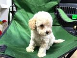 Show Maltipoo